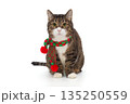 Very handsome and serious grey cat in a red scarf 135250559