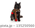 Small black kitten in a red and green scarf 135250560
