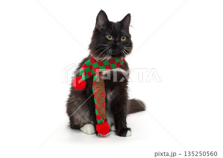 Small black kitten in a red and green scarf 135250560