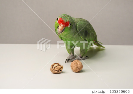 Amazon green parrot is eating a nut on a table. Amazon green parrot is eating a nut on a table. 135250606