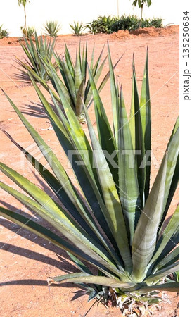 Desert Plants In Geometric Arrangement, Diagonal Line Of Agave Leaves Extends Toward Distant Horizon, Bright Sunlight Highlights Sharpedged Agave Leaves Casting Elongated Shadows On Red Soil Desert Plants In Geometric Arrangement, Diagonal Line Of Agave Leaves Extends Toward Distant Horizon, Bright Sunlight Highlights Sharpedged Agave Leaves Casting Elongated Shadows On Red Soil 135250684