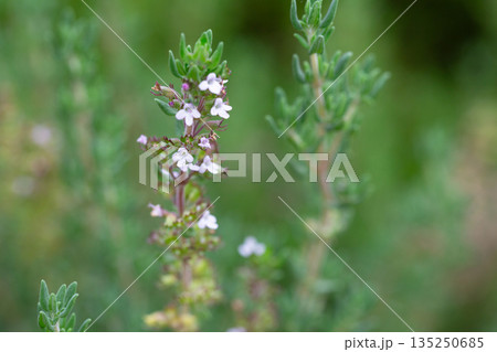 Thymus vulgaris or common thyme. Flowering thyme in the wild. 135250685
