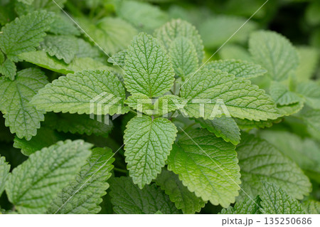 Green leaves of lemon balm melissa officinalis plant in the mint family. Close-up of young leaves of a medicinal plant in a garden. 135250686