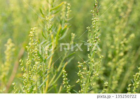 Plant Estragon or Tarragon (Artemisia dracunculus) is a spice used in pickling, canning, and is an excellent seasoning for meat dishes. It has phytoncide properties. 135250722