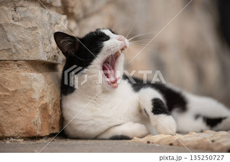 Black and white cat. Yawning stray cat lying outdoor near brick wall Black and white cat. Yawning stray cat lying outdoor near brick wall 135250727