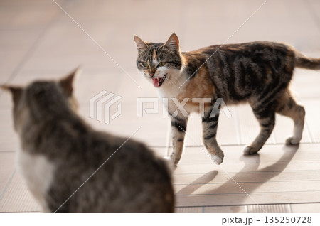 Young cat hisses on another big cat 135250728