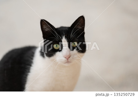 Black and white cat sadly looking 135250729