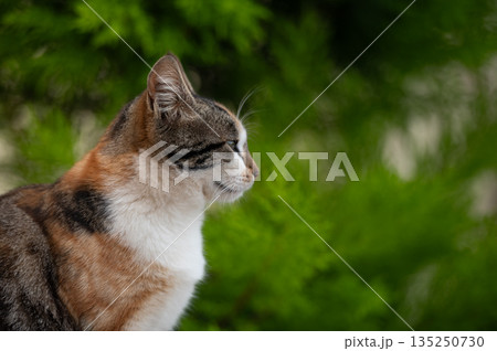 Side view of multicolored kitten against green unfocused background Side view of multicolored kitten against green unfocused background 135250730