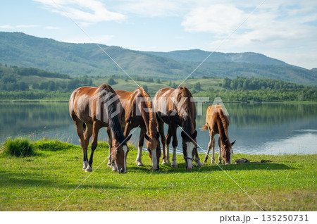Group of 4 brown horses eating grass on pasture synchronously Group of 4 brown horses eating grass on pasture synchronously 135250731