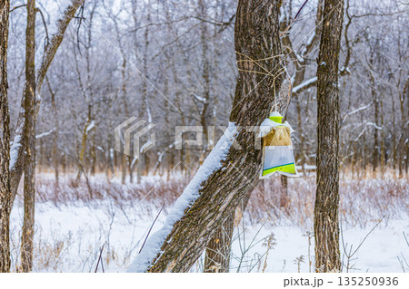 Winter Tree Insect Trap Outdoors Winter Tree Insect Trap Outdoors 135250936