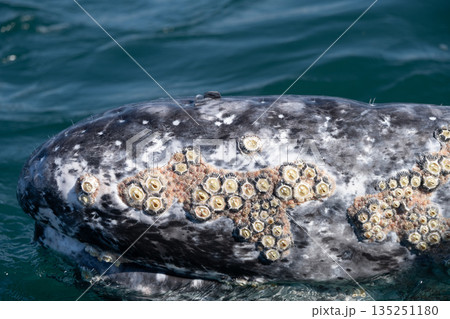 Gray whale surfacing, showing barnacles and whale lice on its skin 135251180