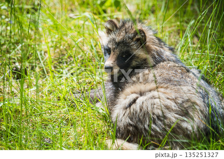 Cute fluffy raccoon dog sitting in the green grass 135251327