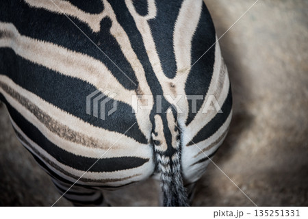Back and tail of a Grant Zebra Equus quagga boehmi 135251331