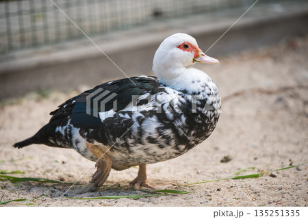 A muscovy duck female walking outside on the grass 135251335