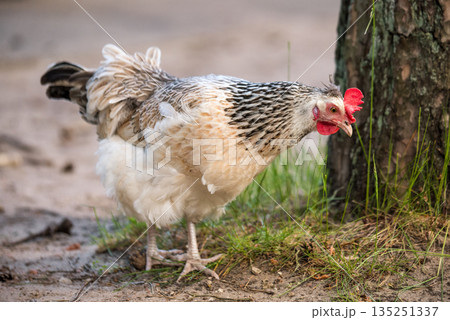 Purebred gray variegated chicken in the garden on the grass. 135251337