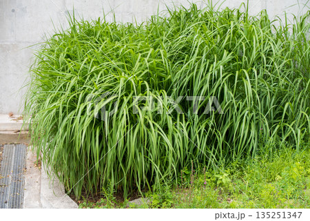 Tall green grass close up. Green grass background 135251347