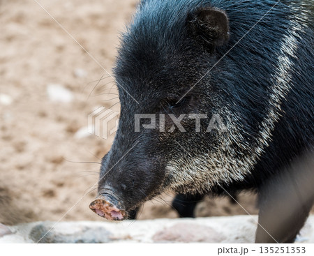 Collared Peccary Pecari tajacu close portrait 135251353