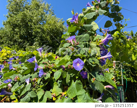 Morning glory flowers blooming with green leaves under blue sky. Nature, growth, and seasonal beauty in outdoor environment and garden lifestyle. Morning glory flowers blooming with green leaves under blue sky. Nature, growth, and seasonal beauty in outdoor environment and garden lifestyle. 135251357