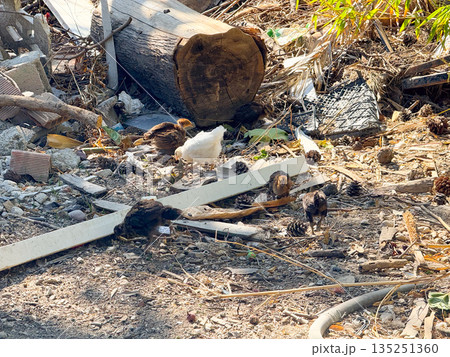 Group of small chicks walking on dry ground with scattered debris. Growth, survival and rural poultry farming environment with natural outdoor setting. 135251360