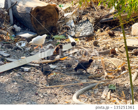 Group of small chicks walking on dry ground with scattered debris. Growth, survival and rural poultry farming environment with natural outdoor setting. Group of small chicks walking on dry ground with scattered debris. Growth, survival and rural poultry farming environment with natural outdoor setting. 135251361