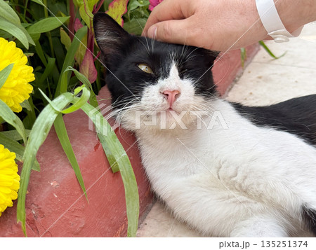 Human hand gently strokes a black and white cat in a flower garden. Domestic life, affection, and companionship highlighting emotional bond, trust and connection between people and animals. 135251374
