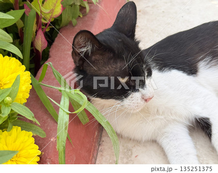 Black and white cat lies beside colorful flowers in garden setting. Companion animal, nature and domestic presence showing rest, tranquility, and peaceful coexistence with environment. 135251375