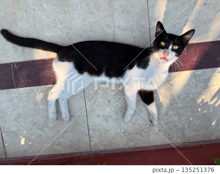 Funny Black and white cat lying on the floor in the sunlight near a hotel. Rest, humor, and animal presence in a vacation environment. 135251376