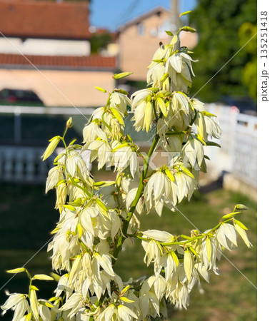 Close-up Yucca filamentosa plant with white bell-shaped flowers blooming in summer sunlight. Ornamental garden plant, exotic vegetation, and seasonal biodiversity in Belgrade. Close-up Yucca filamentosa plant with white bell-shaped flowers blooming in summer sunlight. Ornamental garden plant, exotic vegetation, and seasonal biodiversity in Belgrade. 135251418