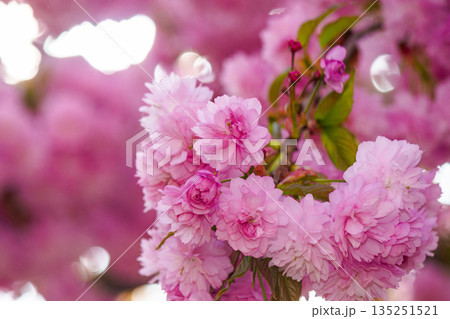 pink sakura flowers on branches in spring season. beautiful nature background of delicate kwanzan plant on a sunny day for wallpaper. urban uzhhorod 135251521