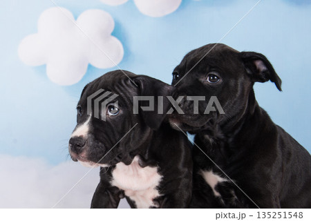 Two Black American Staffordshire Bull Terrier puppies on blue background 135251548