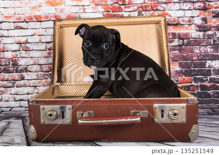 American Staffordshire Terrier dog or AmStaff puppy in a retro suitcase on brick wall background 135251549