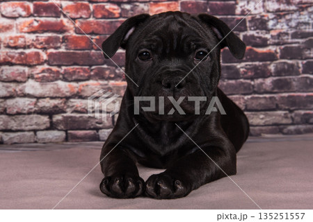 American Staffordshire Terrier dog or AmStaff puppy on brick wall background American Staffordshire Terrier dog or AmStaff puppy on brick wall background 135251557