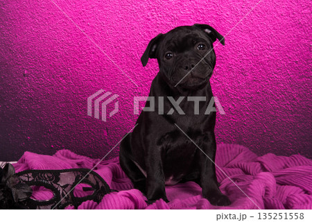 Black American Staffordshire Terrier puppy on pink love background Black American Staffordshire Terrier puppy on pink love background 135251558