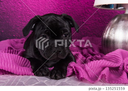 Black American Staffordshire Terrier puppy on pink love background Black American Staffordshire Terrier puppy on pink love background 135251559