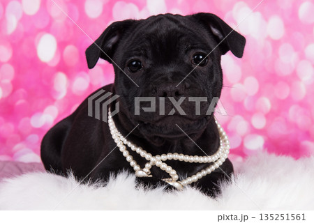 Black American Staffordshire Terrier puppy on pink love background 135251561
