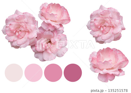 Blush rose cluster with soft swatches, wedding Blush rose cluster with soft swatches, wedding 135251578