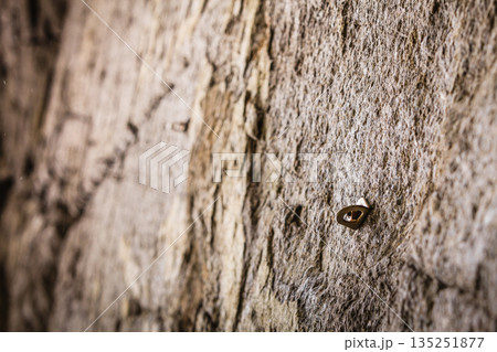 Stone rocks texture with climbing handles 135251877