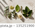 Assorted green leaves and herbs arranged on a textured surface with natural light and shadows 135251900