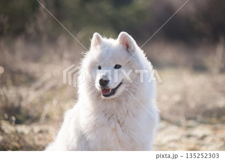 Fluffy white dog Samoyed on Baltic sea cost Fluffy white dog Samoyed on Baltic sea cost 135252303
