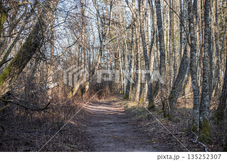 Forest Trail with Exposed Tree Roots Surrounded by Pine Trees 135252307