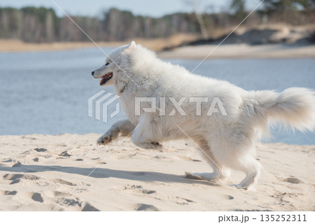 Fluffy white dog Samoyed on Baltic sea cost 135252311