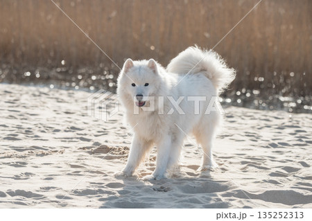 Fluffy white dog Samoyed on Baltic sea cost 135252313
