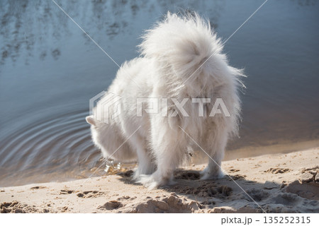 Fluffy white dog Samoyed on Baltic sea cost Fluffy white dog Samoyed on Baltic sea cost 135252315