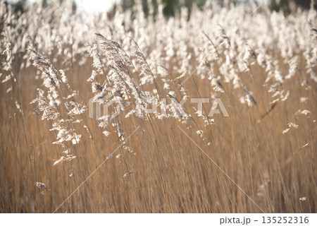 The soft reeds swaying in the backlight The soft reeds swaying in the backlight 135252316