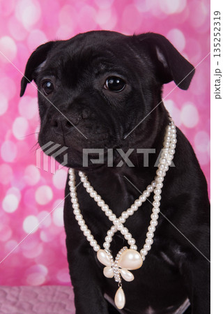 Black American Staffordshire Terrier puppy on pink love background Black American Staffordshire Terrier puppy on pink love background 135252319