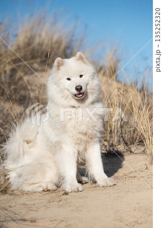 Fluffy white dog Samoyed on Baltic sea cost 135252320