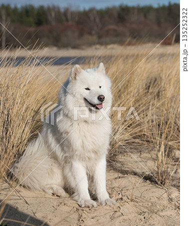 Fluffy white dog Samoyed on Baltic sea cost 135252322