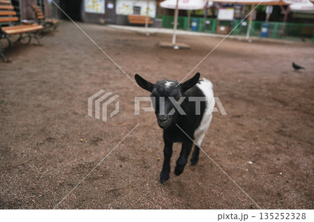 A curious black and white goat explores a sandy farmyard in daylight A curious black and white goat explores a sandy farmyard in daylight 135252328
