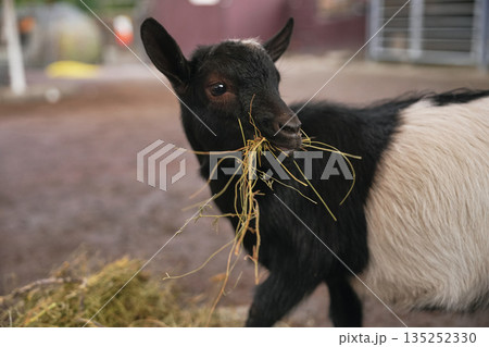 Young goat nibbling on hay inside a rustic barn during daylight hours 135252330