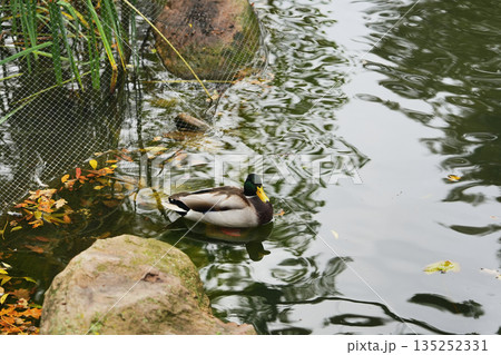 A mallard duck swimming in a tranquil pond surrounded by autumn leaves 135252331